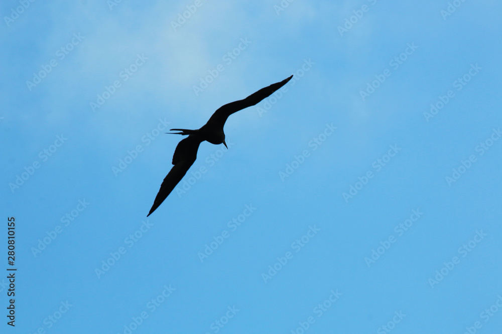 A silhoutte of a magnificent frigate bird,Fregata magnificens, flying against a blue sky A silhoutte of a magnificent frigate bird,Fregata magnificens, flying against a blue sky