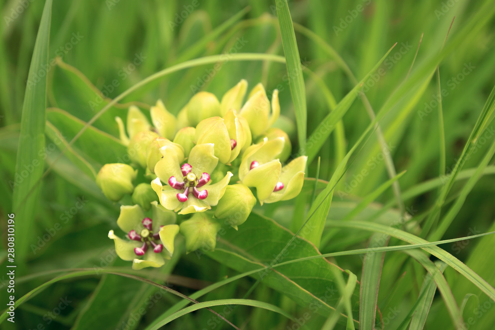 Obraz premium Cluster of Flowers