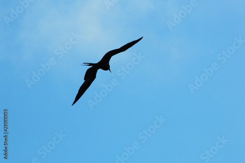 A silhoutte of a magnificent frigate bird Fregata magnificens  flying against a blue sky