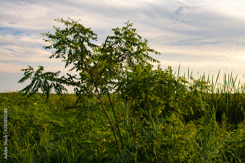 Summer vegetation photo