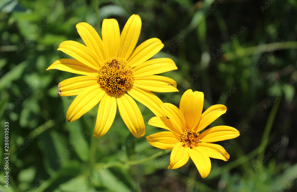 Woodland sunflower at Linne Woods restored prairie in Morton Grove, Illinois Woodland sunflower at Linne Woods restored prairie in Morton Grove, Illinois