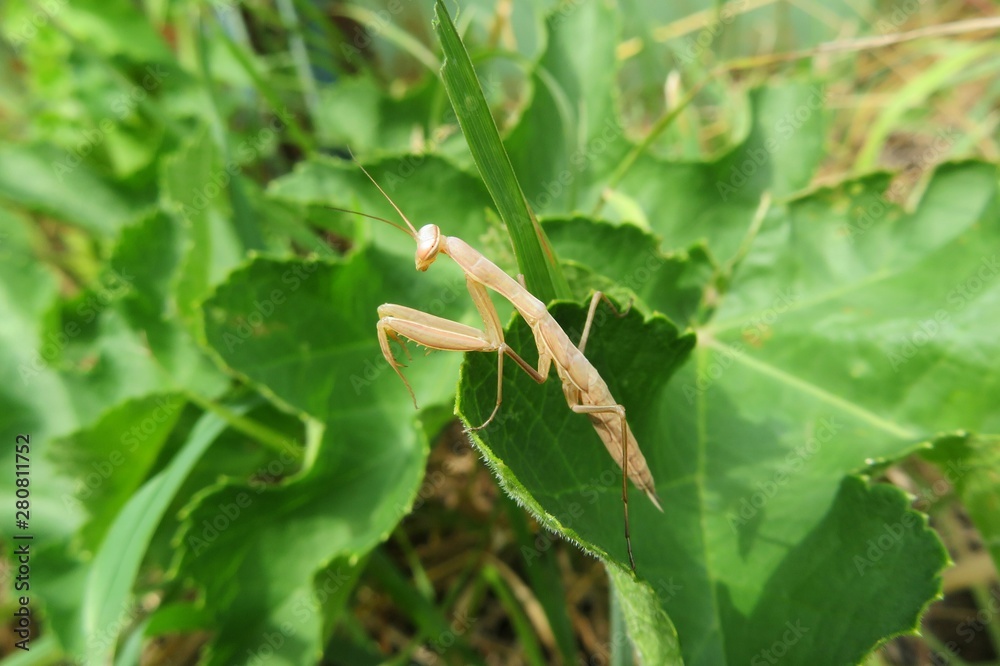 Young yellow mantis on green leaves in the garden, closeup Young yellow mantis on green leaves in the garden, closeup