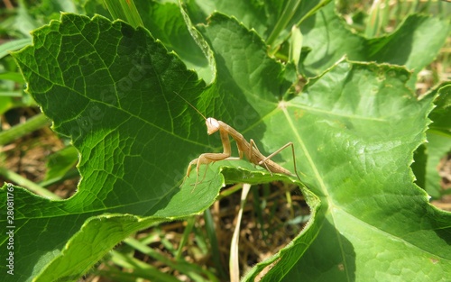 Beautiful young yellow mantis on green leaves in the garden, closeup