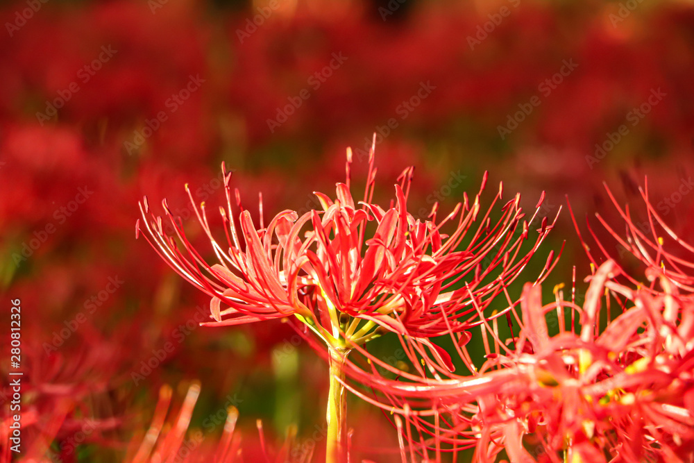 Red spider lily, Cluster amaryllis Red spider lily, Cluster amaryllis