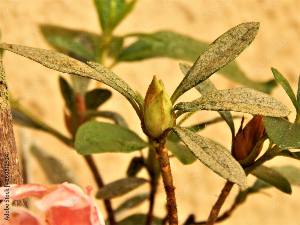 Photo of a flower taken in a garden at Brazil. Photo of a flower taken in a garden at Brazil.