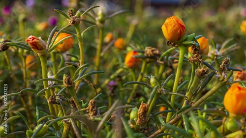 60 fps timelapse of moss rose blooming in the morning at tropical country. Moss rose also known as sun plant or japanese rose. With scientific name portulaca grandiflora its blooming about at 10 am.