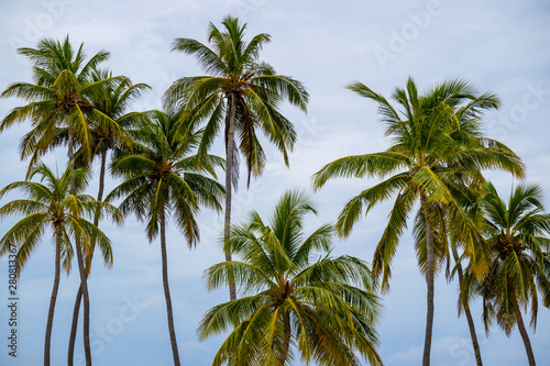 Coconut palm tree and leaf with sky background