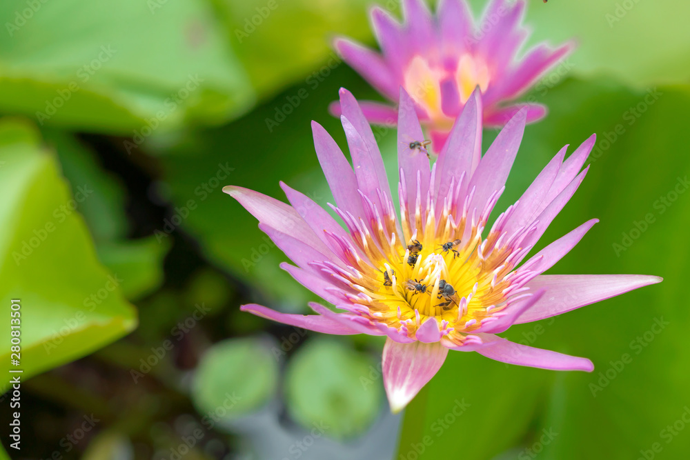 Bees are eating lotus pollen in the morning. Bees are eating lotus pollen in the morning.