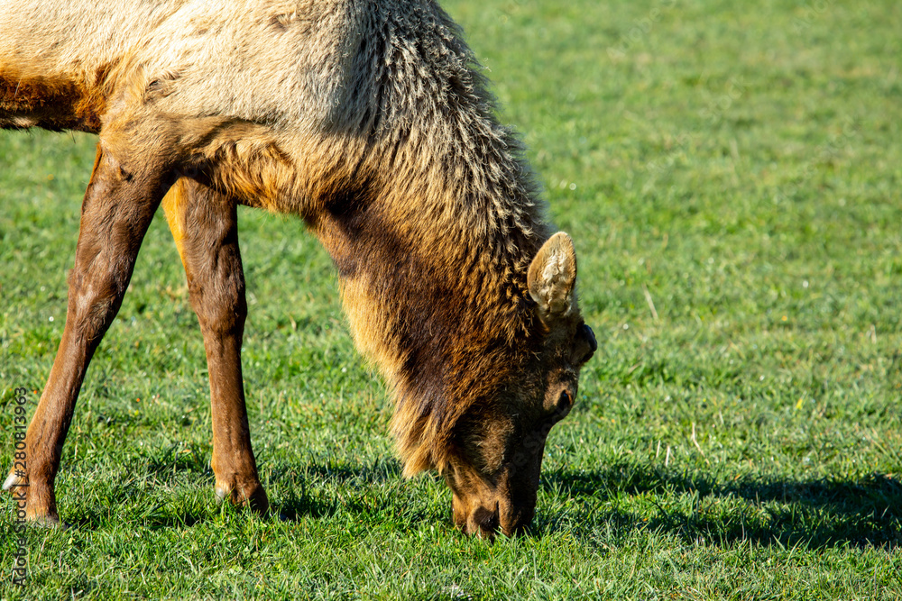 Wild deer grazing on the pasture in the national park Wild deer grazing on the pasture in the national park