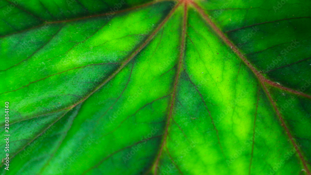 Close-up of salad leaves with yellow and red lines