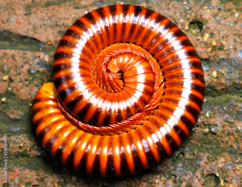tropical millipede on ground close up