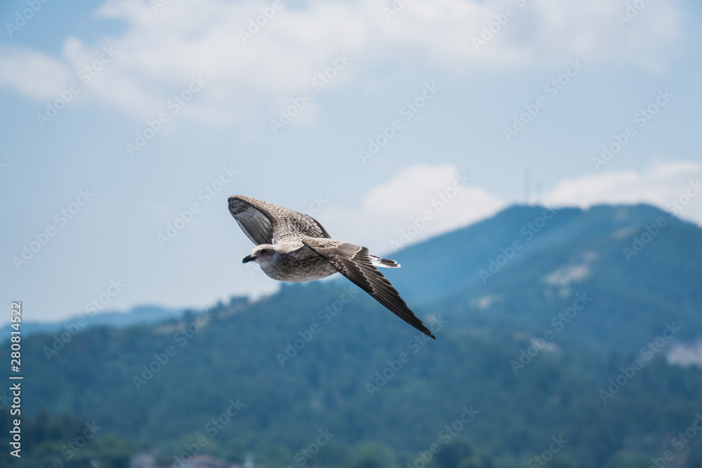 Obraz premium Seagulls around the ferry from south greece to Thassos island