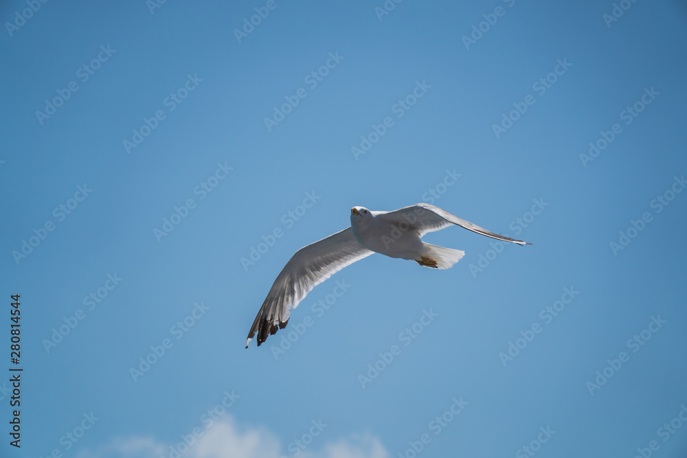 Obraz premium Seagulls around the ferry from south greece to Thassos island