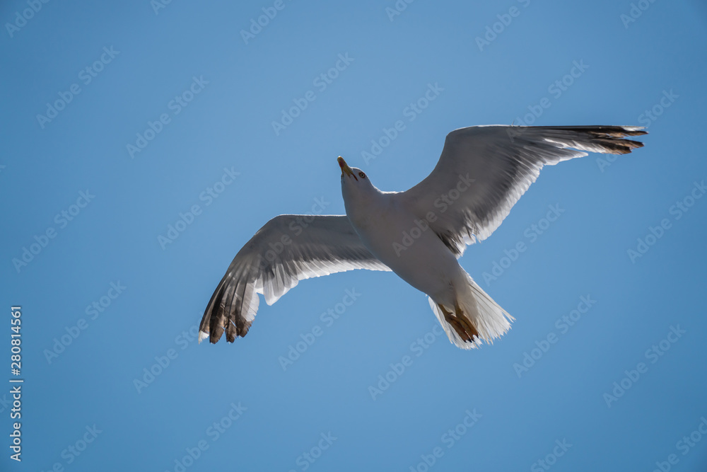 Seagulls around the ferry from south greece to Thassos island Seagulls around the ferry from south greece to Thassos island