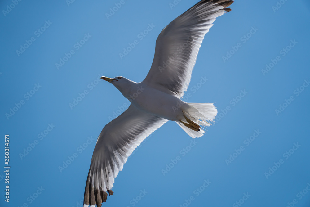 Obraz premium Seagulls around the ferry from south greece to Thassos island