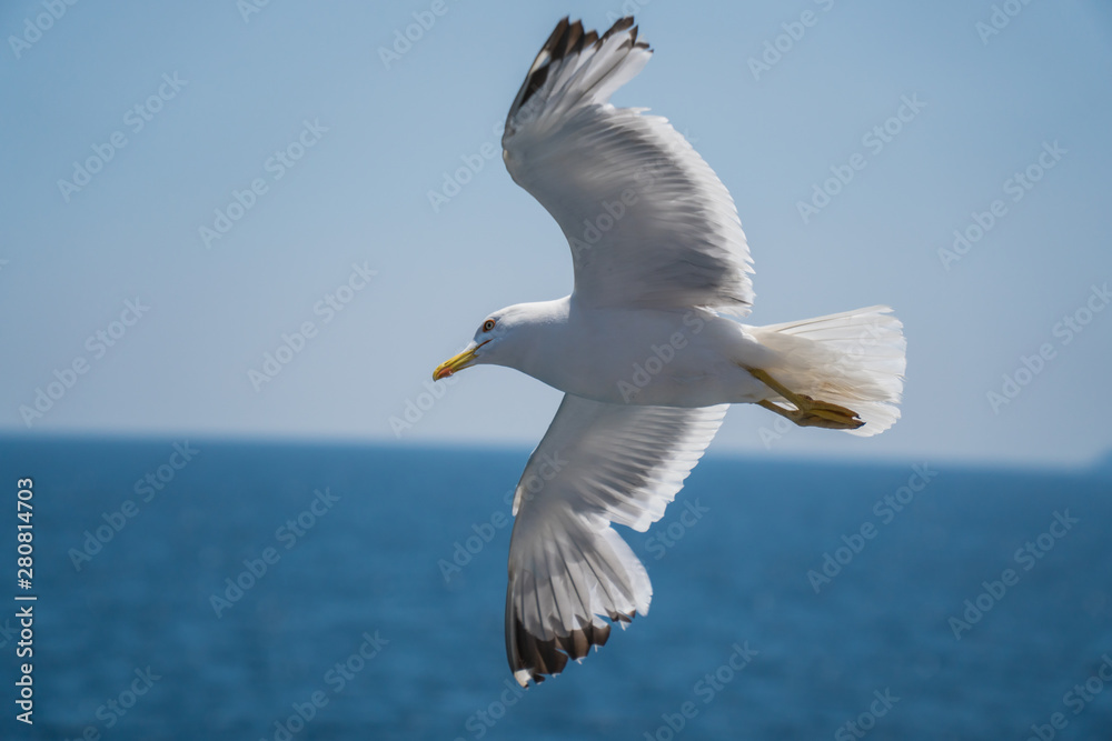 Seagulls around the ferry from south greece to Thassos island Seagulls around the ferry from south greece to Thassos island