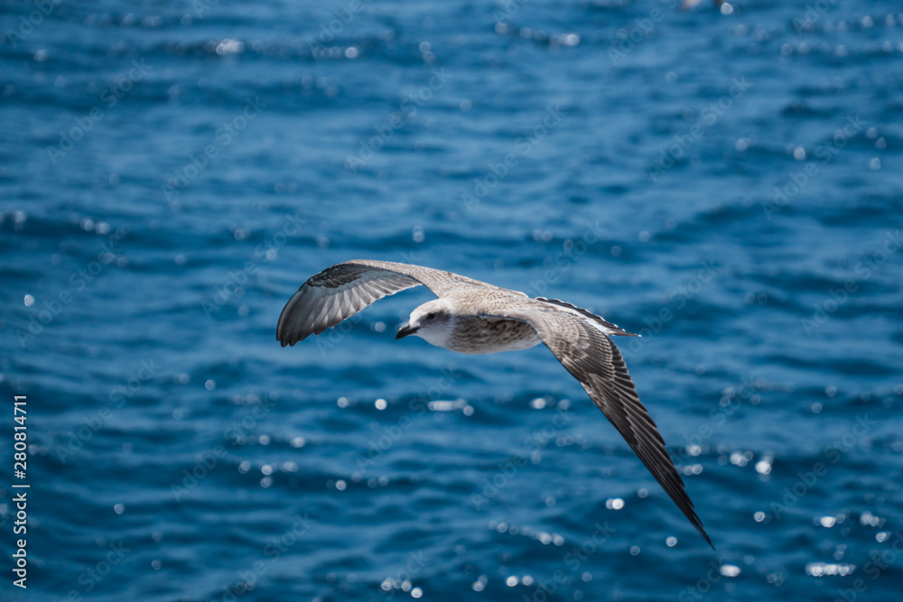 Seagulls around the ferry from south greece to Thassos island Seagulls around the ferry from south greece to Thassos island