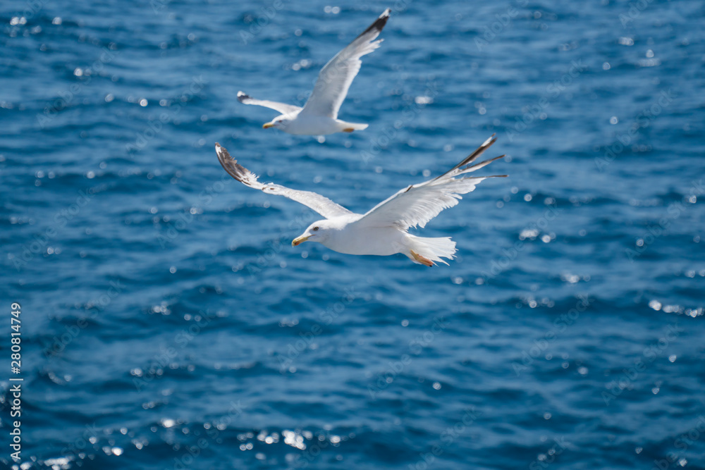 Seagulls around the ferry from south greece to Thassos island Seagulls around the ferry from south greece to Thassos island