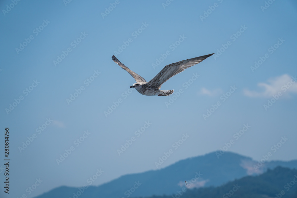 Naklejka premium Seagulls around the ferry from south greece to Thassos island