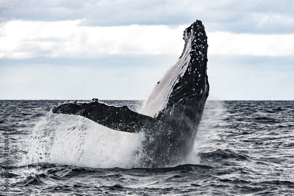 Fototapeta premium Humpback Whales breaching at the surface of Tonga in a Heat Run