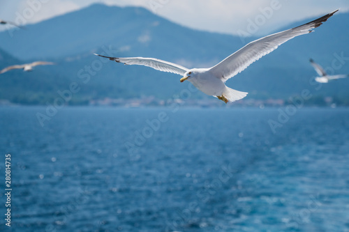 Seagulls around the ferry from south greece to Thassos island