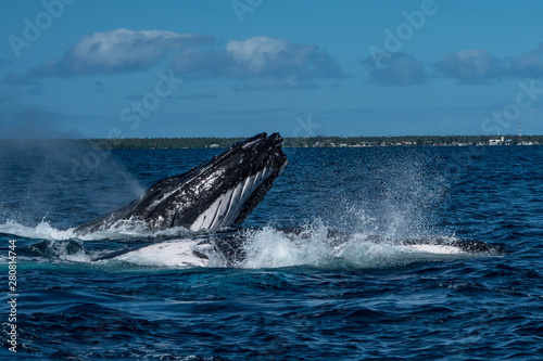 Humpback Whales Breathing at the surface of Tonga in a Heat Run