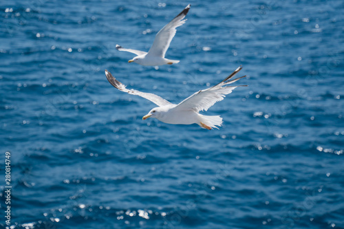 Seagulls around the ferry from south greece to Thassos island