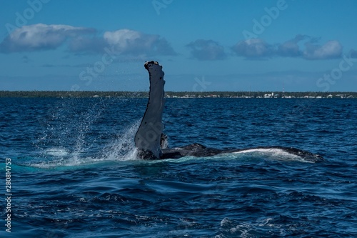 Humpback Whales Breathing at the surface of Tonga in a Heat Run