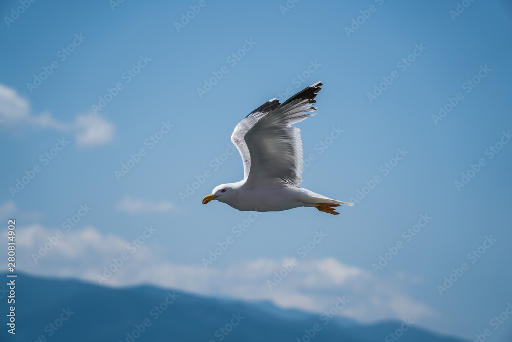 Seagulls around the ferry from south greece to Thassos island Seagulls around the ferry from south greece to Thassos island