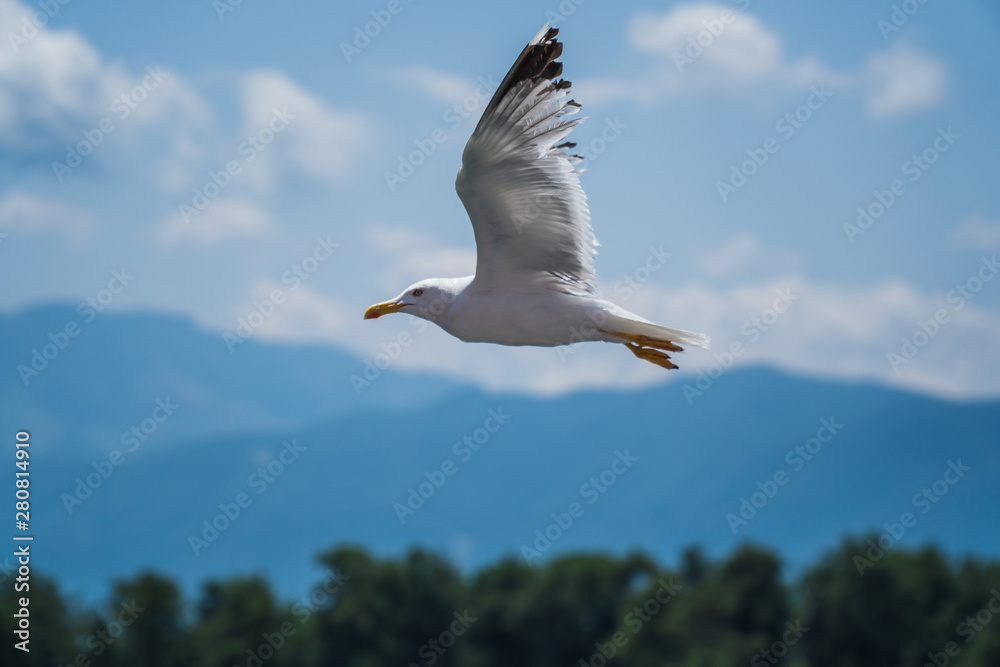 Obraz premium Seagulls around the ferry from south greece to Thassos island