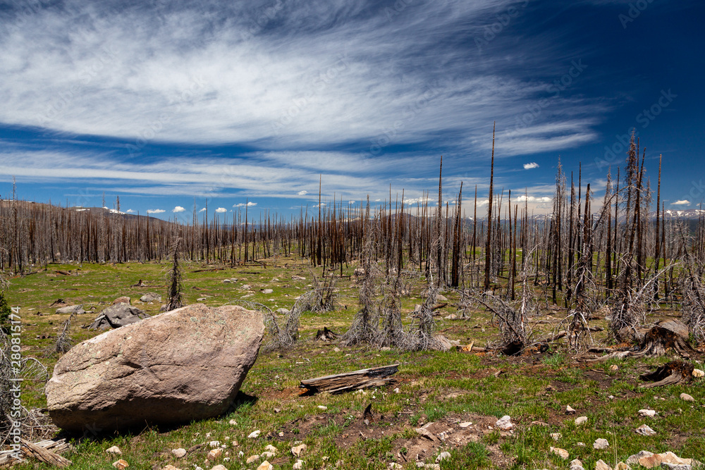 Burned Trees in the Rio Grande National Forest in Mineral County, Colorado Six Years After West Fork Complex Wildfire Burned Trees in the Rio Grande National Forest in Mineral County, Colorado Six Years After West Fork Complex Wildfire