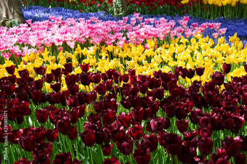 Blooming tulip flowers in s...