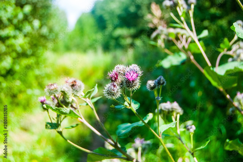 gathering mushrooms in the forest, harvesting for the winter, forest gifts