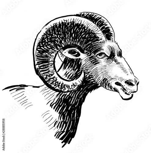 Ram head. Ink black and white drawing