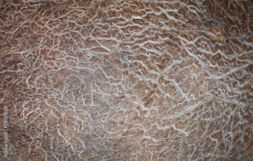 Textura interna da casca de coco