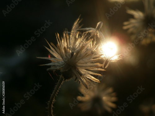 dandelion and light