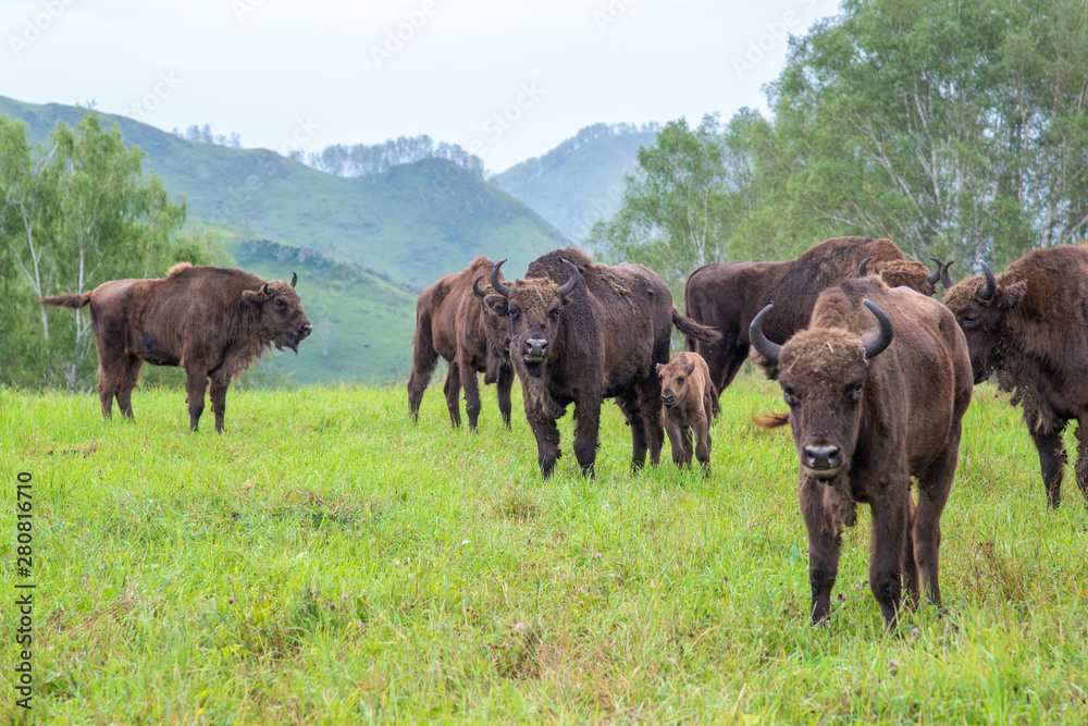 Fototapeta premium Female bison with a baby grazing in a meadow in the herd.
