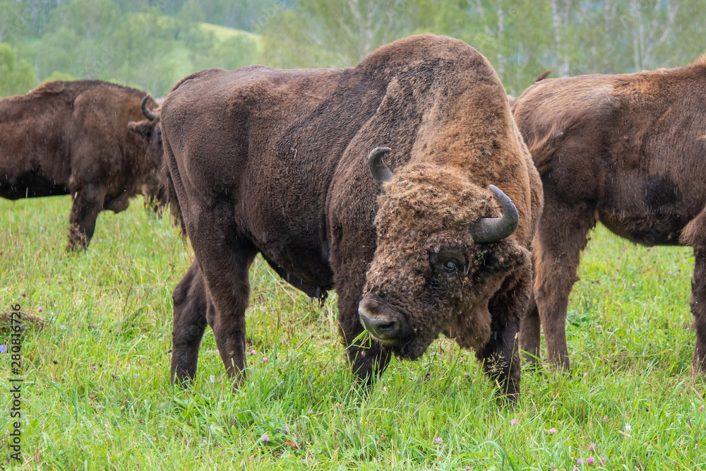 A large male bison grazing in the meadow. A large male bison grazing in the meadow.