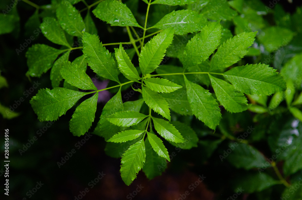 green leaves in the forest green leaves in the forest