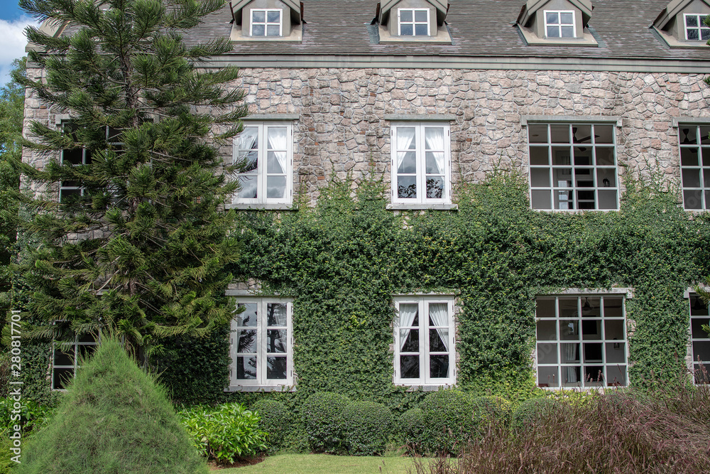 Fototapeta premium vintage building with ivy on and tree
