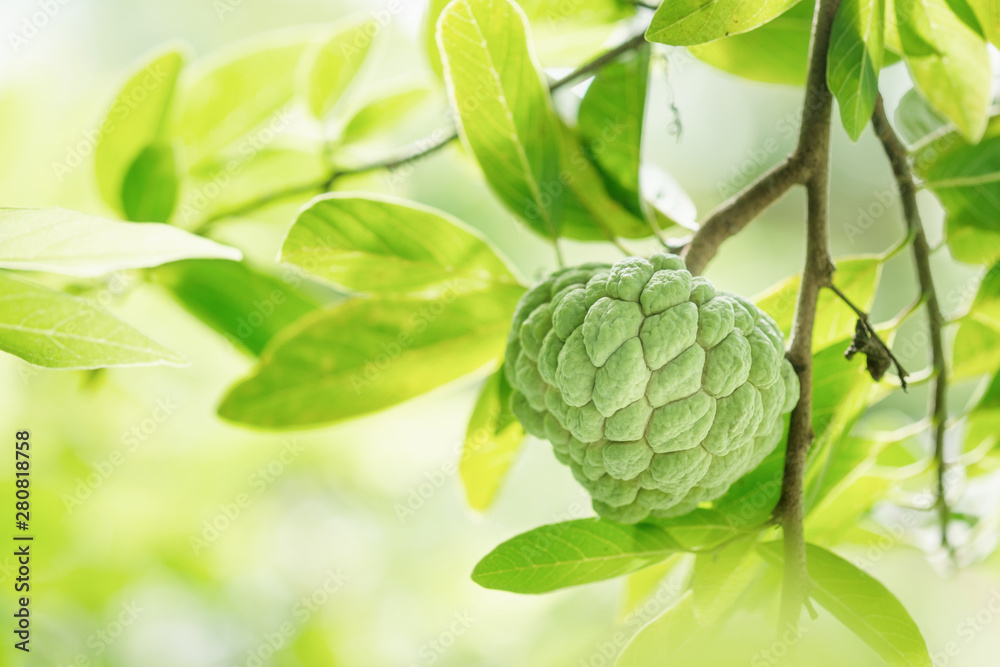 Close up custard apple and leaf on blurred background,Fruit and copy space Close up custard apple and leaf on blurred background,Fruit and copy space