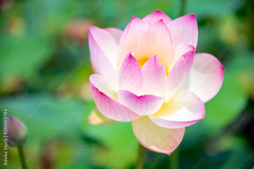 ハスの花 ハスの花