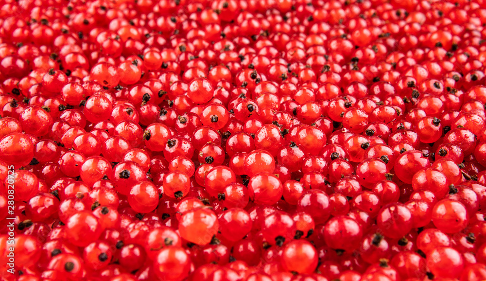 Red currant berries as background Red currant berries as background