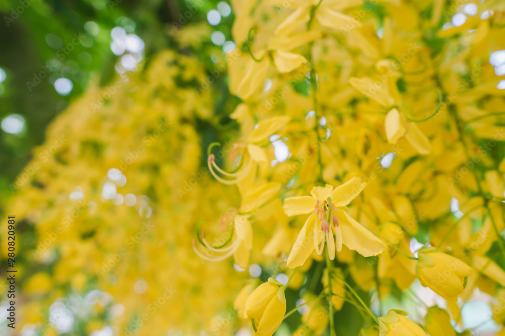 Yellow flowers that are commonly found along various roads, namely the color of Cassia fistula flower or Ratchapruek flowers, sacred trees that have been regarded as Thailand national flower