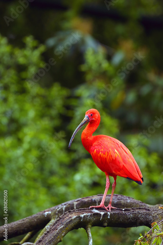 The scarlet ibis (Eudocimus ruber) sitting on the branch. Red ibis in green background.