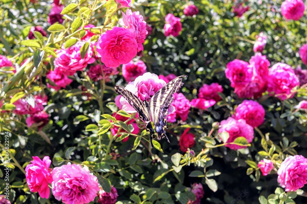 Butterfly on red violet roses