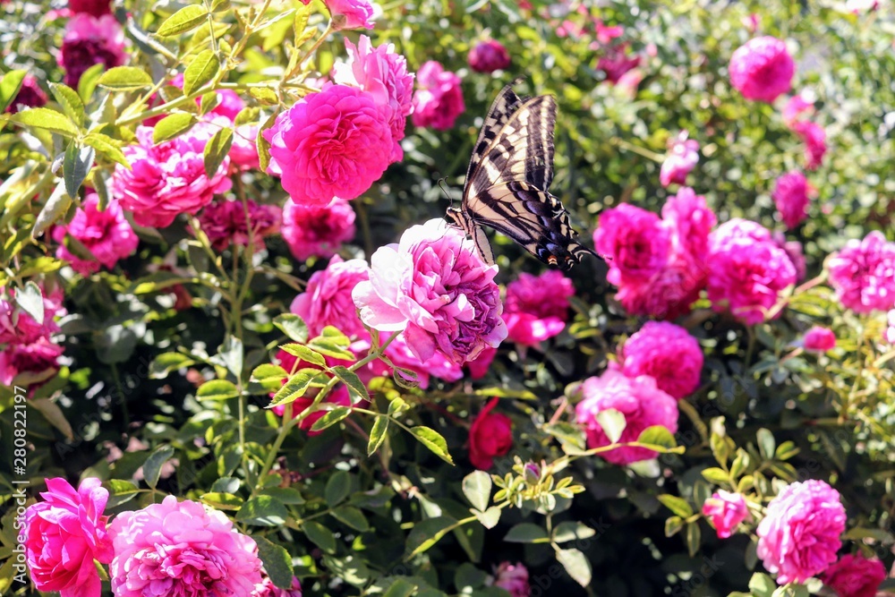 Butterfly on red violet roses