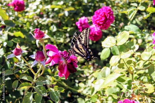 Butterfly on red violet roses © Michael
