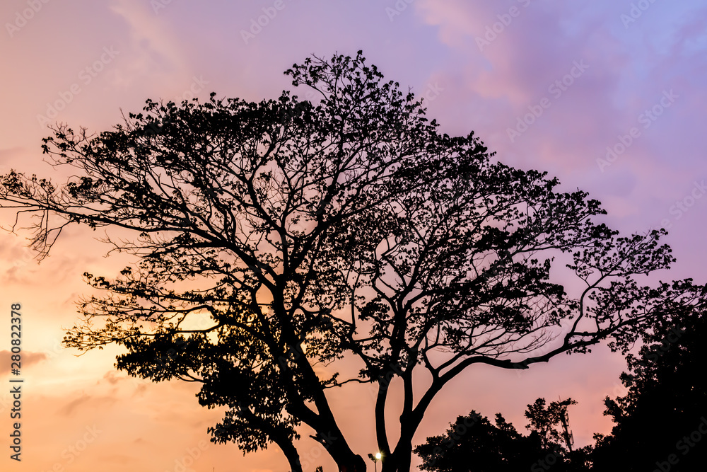 Tree and colorful sky with beautiful sunset Tree and colorful sky with beautiful sunset