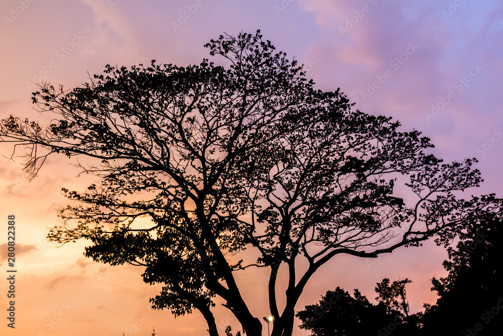 Tree and colorful sky with beautiful sunset Tree and colorful sky with beautiful sunset